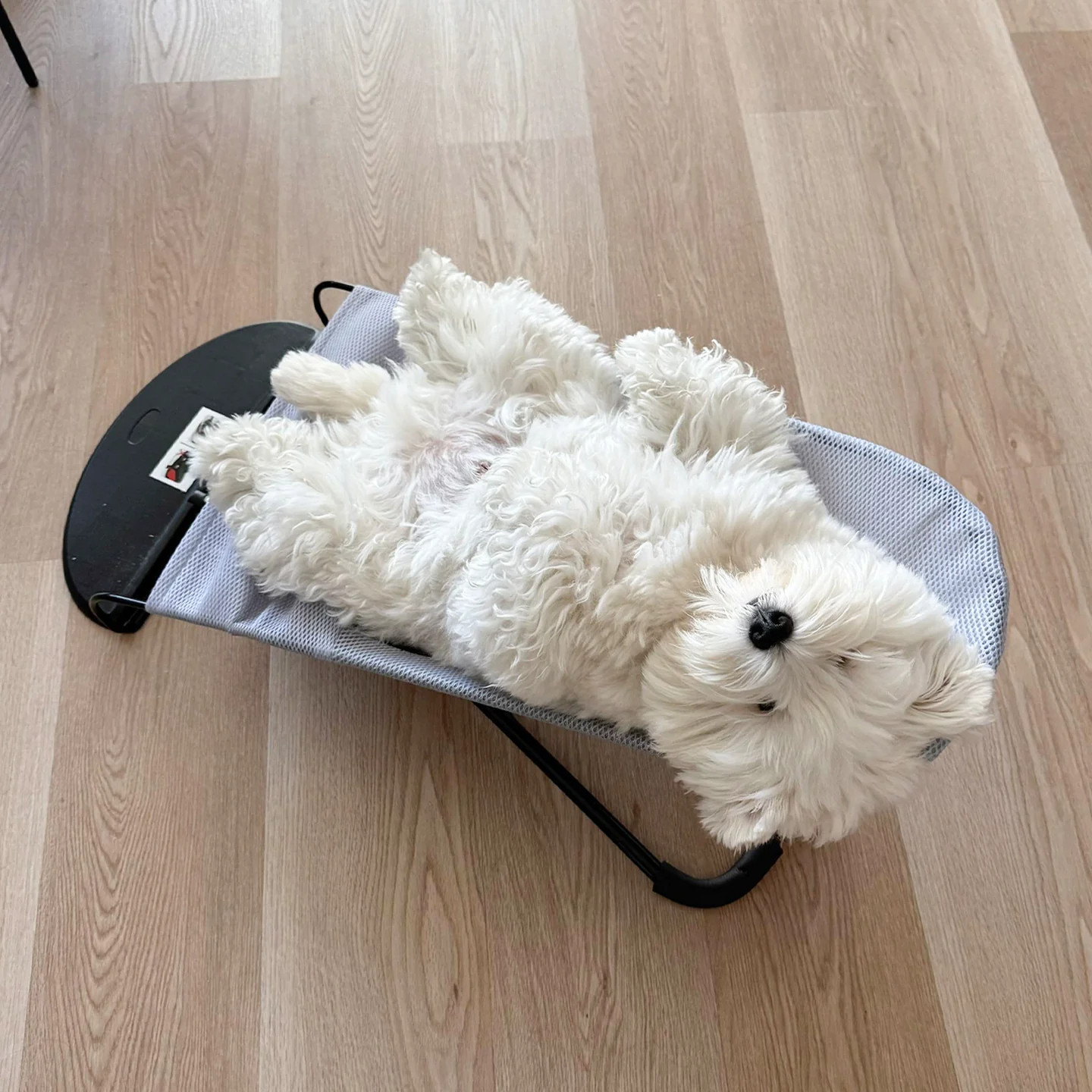 狗床中小型犬可躺可睡摇摇椅防潮离地狗窝四季通用透气宠物睡觉床