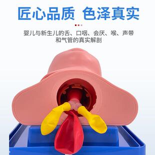 全功能新生儿气插管训练模型婴儿急管救护厌理拟人414模有会声带