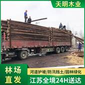 松木汛桩372道河打桩木护坡防护堤油松叶落松水利工程木桩