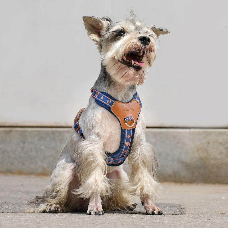 狗狗牵引绳小犬心式遛狗背胸型背带比柯熊682基小狗狗绳,宠物/宠物食品及用品,猫牵引绳,淘宝优惠券,粉丝福利购,淘宝优惠卷