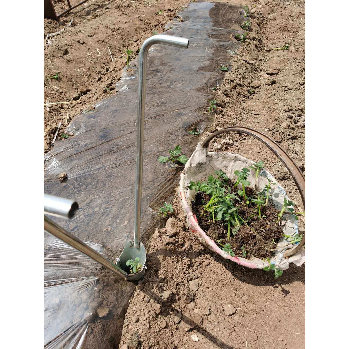 栽苗器移苗器加厚带脚蹬多功能种西瓜豆角番茄土豆辣椒苗神器移植