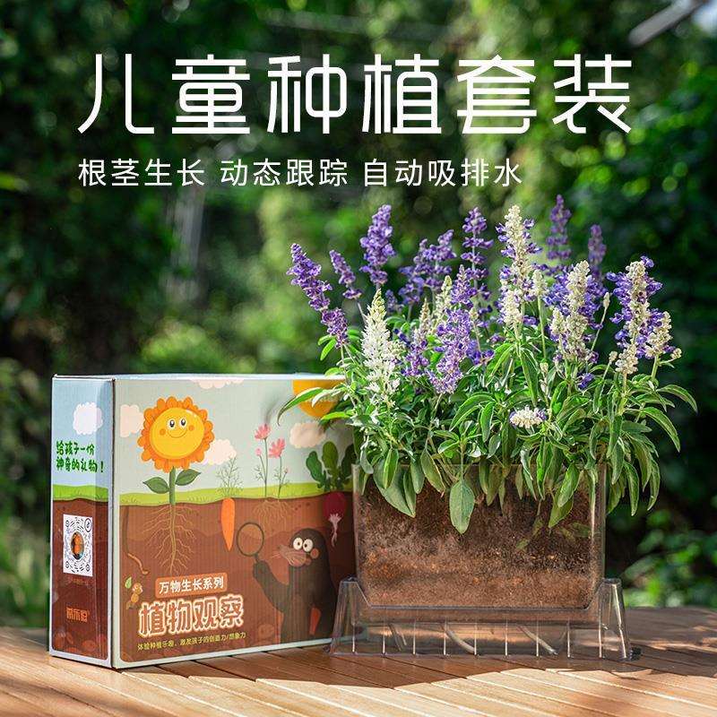 儿童种植小盆栽学生科学实验观察套装透明盆花草六倍利向日葵植物
