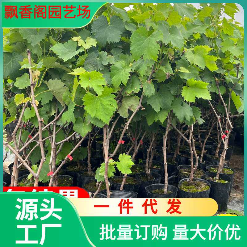 一件代发葡萄树苖巨峰阳光玫瑰蓝宝石葡萄苗庭院南方种植北方耐寒