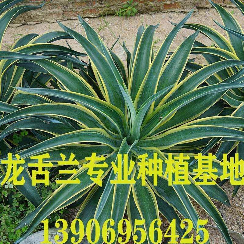 大型金边龙舌兰黑夜叉 龙舌兰科 现代沙生植物园生态园观光园展览