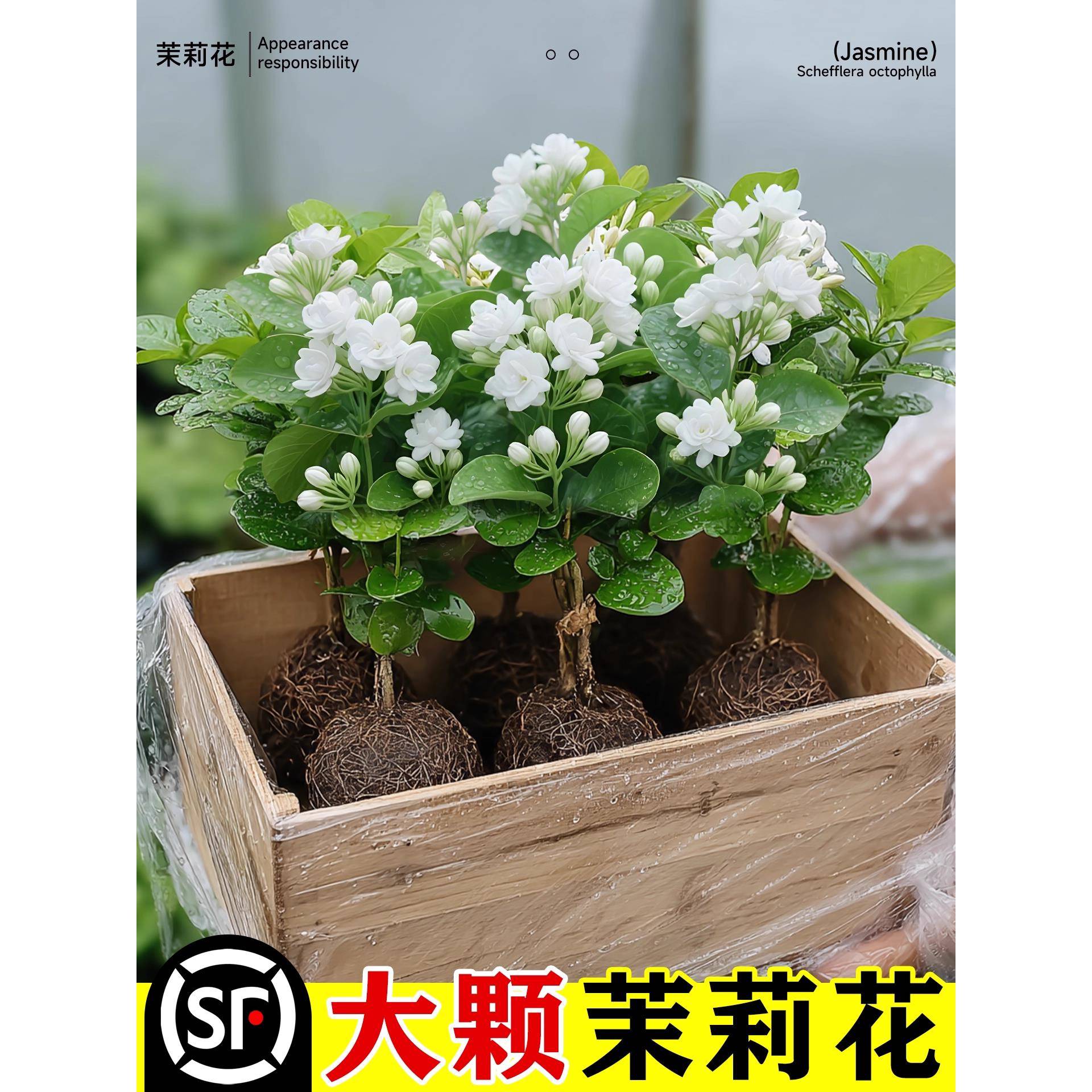 茉莉花盆栽绿植清新空气浓香阳台室内桌面花卉好养观花植物带花苞