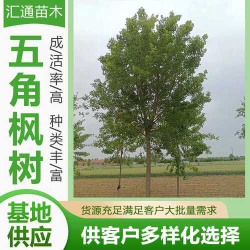 五角枫丛生五角枫绿色系园林绿化工程乔木树型优美风景树厂家供应