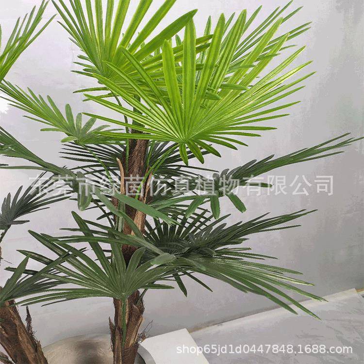 仿小扇葵盆扇叶葵葵扇叶蓬铁扇树葵扇LV137木扇葵栽竹力木盆真景