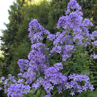 谢谢小花 高大风铃草 宿根植物 蓝花粉花 多年生好养耐寒花园花卉