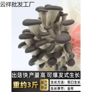 栽培菌类菌菇包四季秀珍菇自种植养植盆栽室内蘑菇菌种母种原种熙