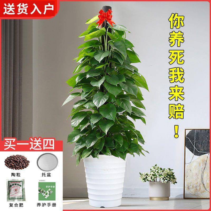绿植客厅大盆绿箩室内去甲醛植物四季好养易活花卉绿萝柱盆栽龙全