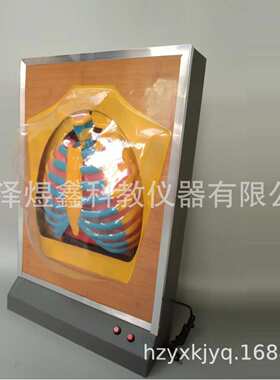 新课标 人体呼吸运动模型 电动 33224 电动模型  教学仪器