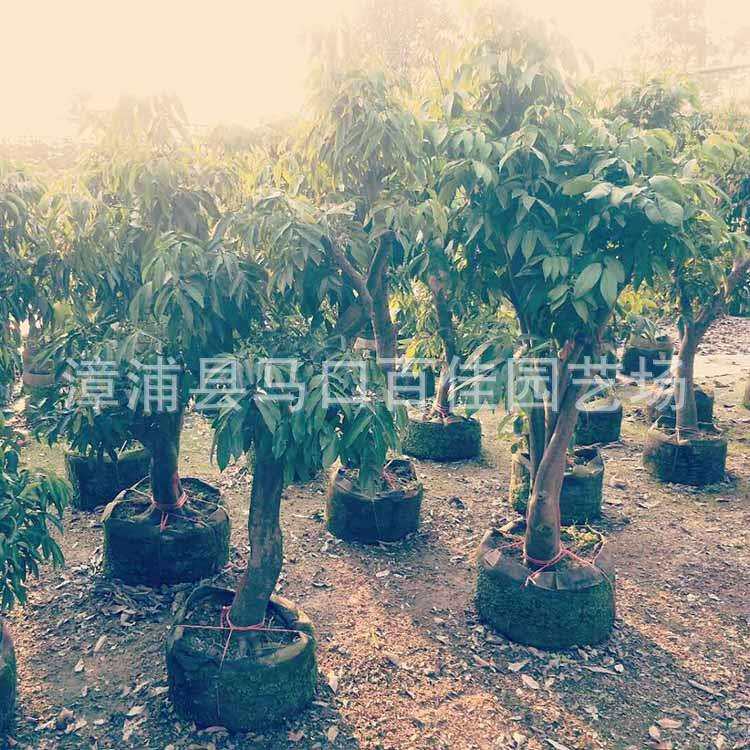 水果树 福建基地大量供应 百佳园艺 移植苗 荔枝树