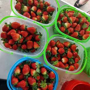 塑料采摘草莓篮子红色杨梅篮手提水果框子包装新料樱桃篮
