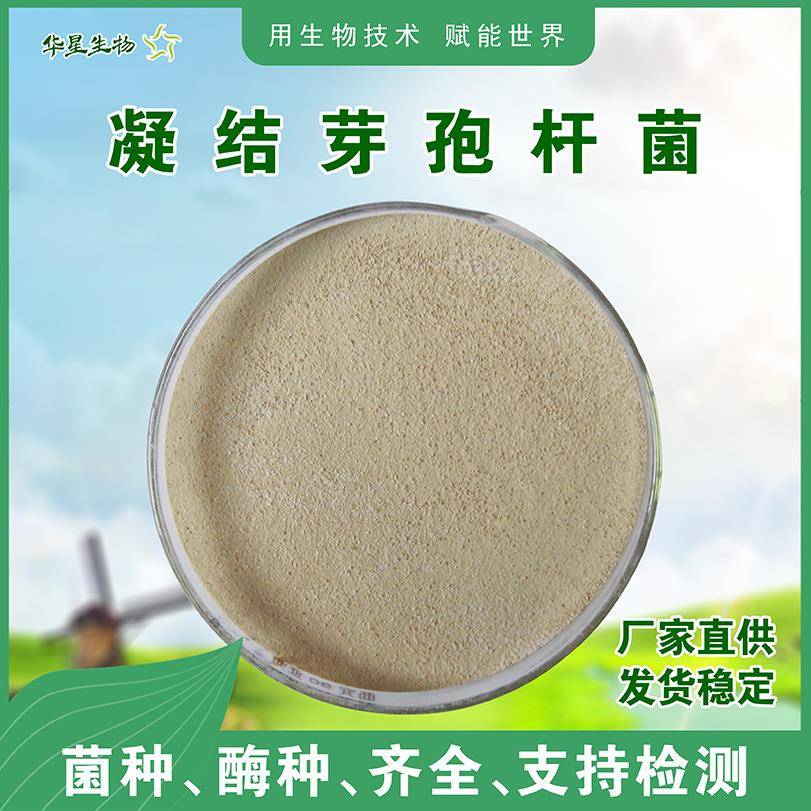 华星生物凝结芽孢杆菌 饲用农用水产养殖乳酸菌菌 100亿原粉厂家