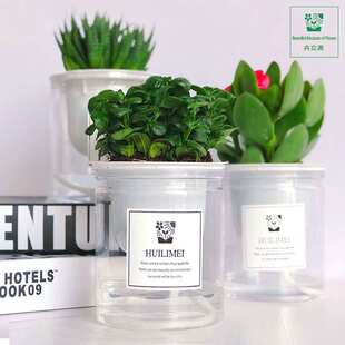卉立美懒人花盆自动吸水全透明花盆水培宽口径多肉塑料花盆