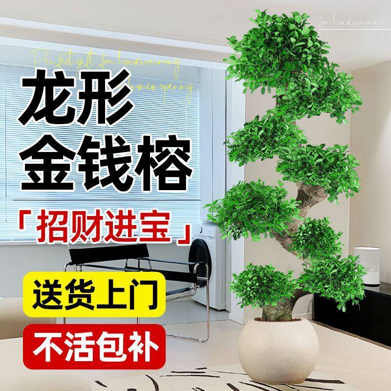 金钱榕大盆栽室内招财摇钱树客厅办公室好养金钱树大型盆景发财树