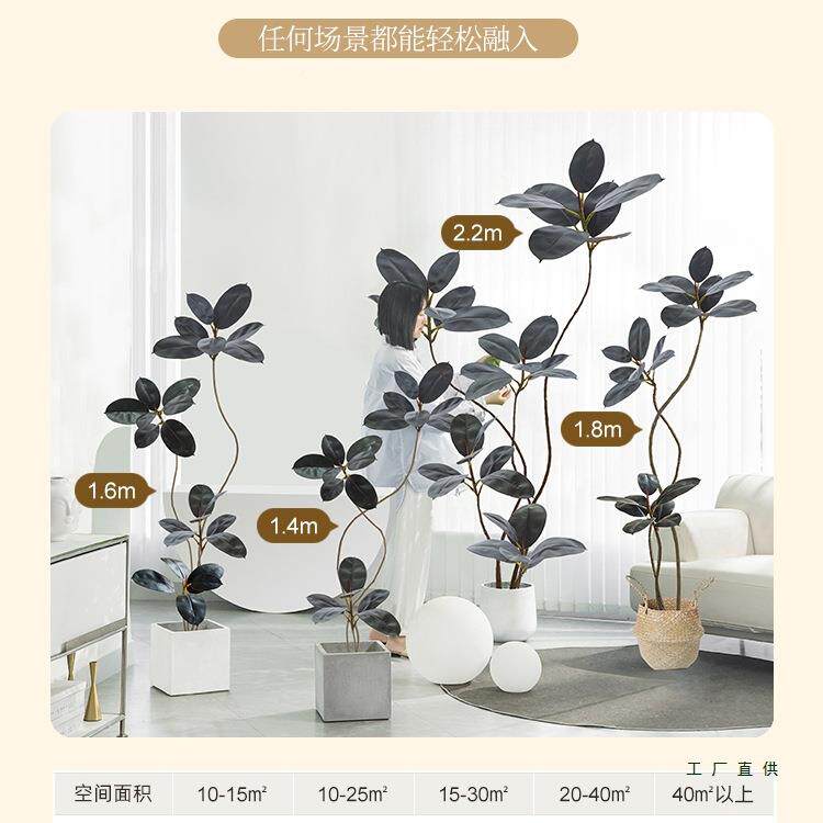 橡绿F98JJS55植大型客厅落件地摆室内沙发电视柜旁假植物黑边金刚