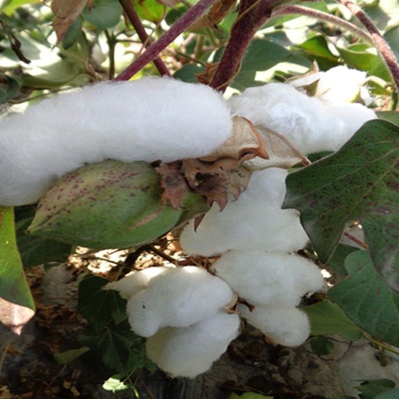 新疆棉被 纯棉花宝宝被婴儿童被芯幼儿园床褥子垫被棉胎春秋冬被,床上用品,棉花被,淘宝优惠券,粉丝福利购,淘宝优惠卷