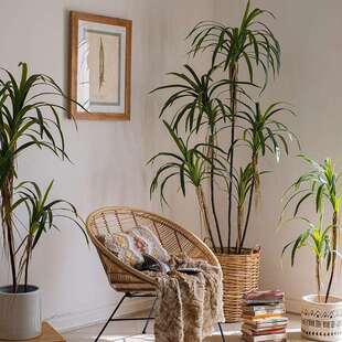 含阳仿真大型龙血树千年木绿植盆栽北欧家居店铺橱窗造景装饰