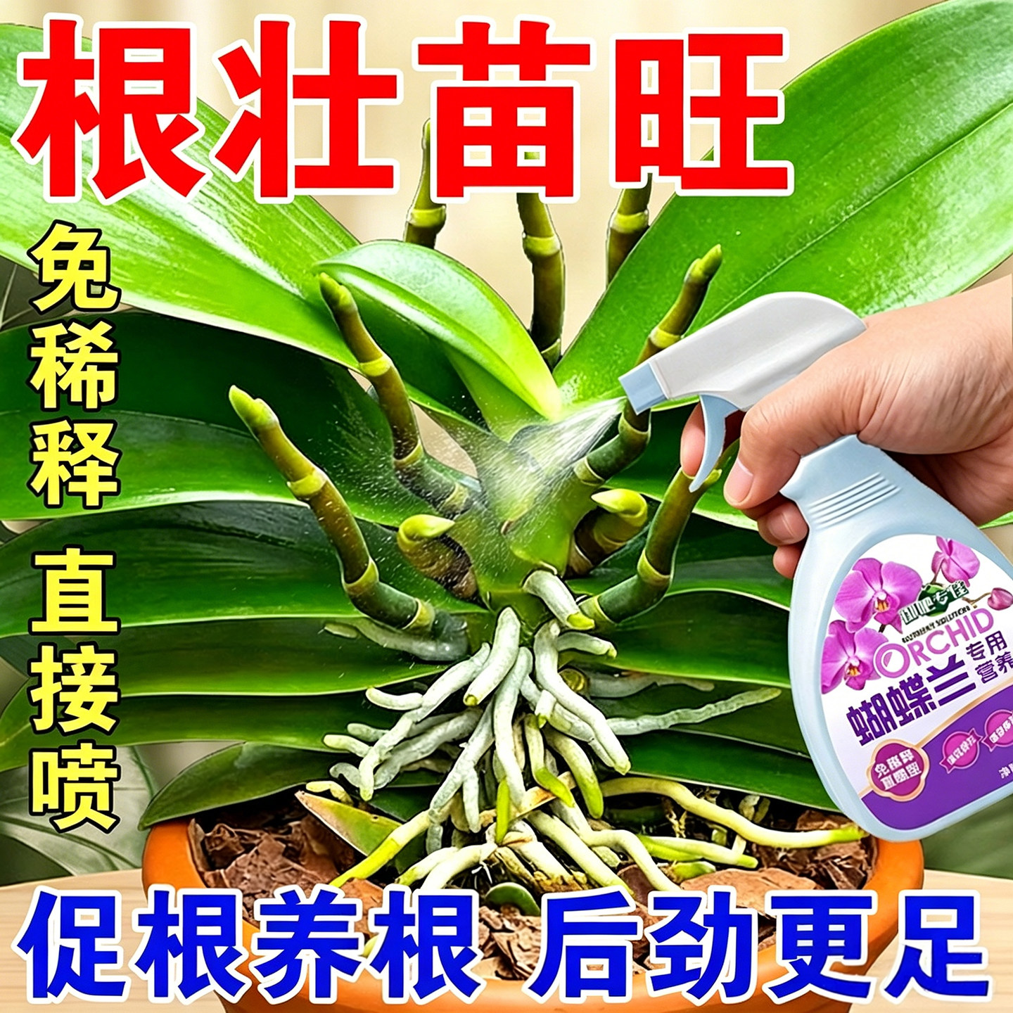 花卉养护蝴蝶兰营养液直接喷