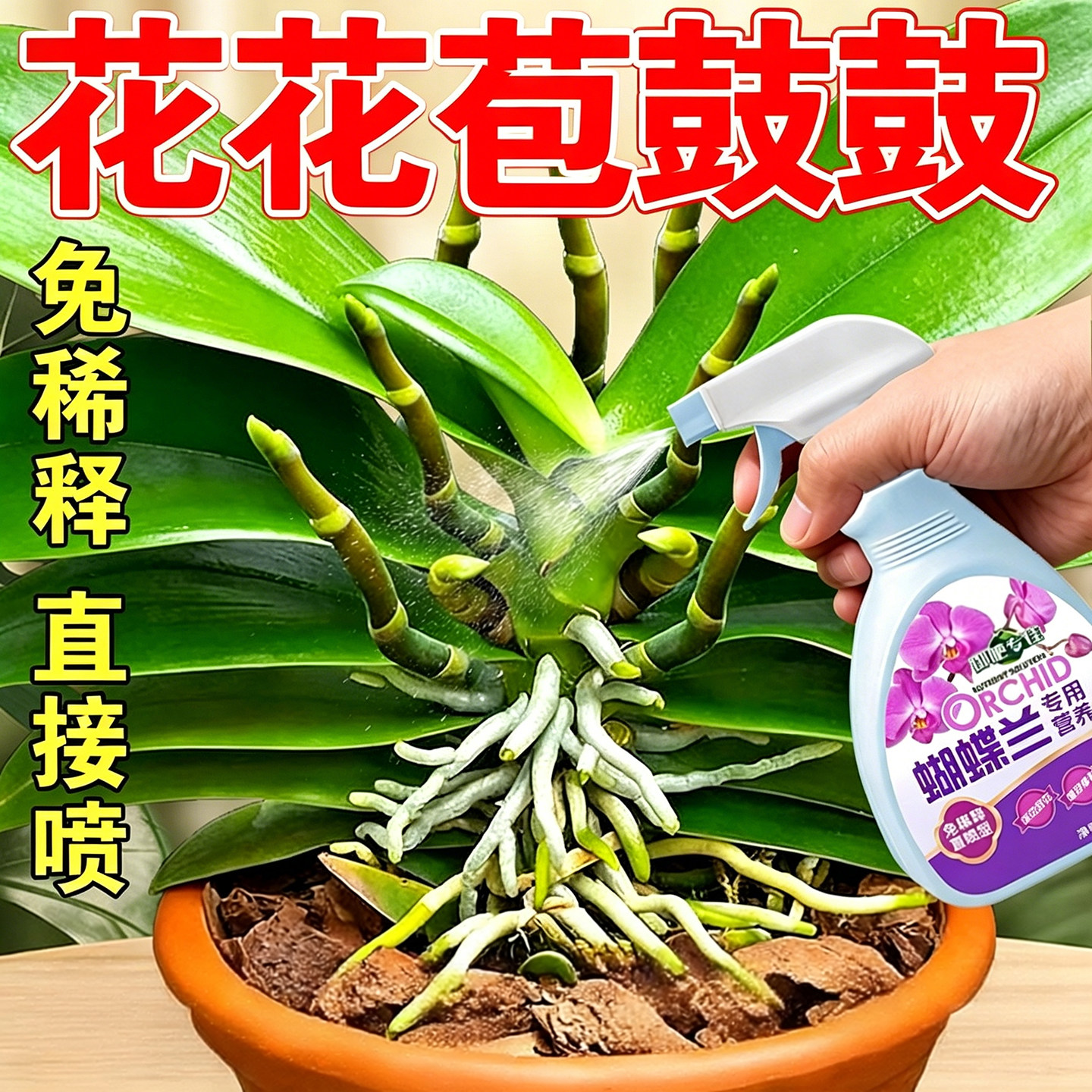 室内盆栽蝴蝶兰营养液免稀释