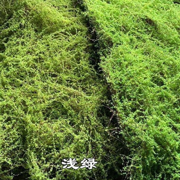 仿真青椰苔软网绿色苔藓地皮花无艺装红仿真丝青苔藓草皮