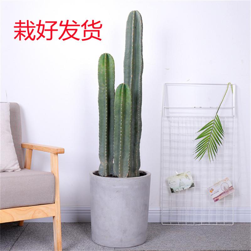 仙人柱量天尺盆栽北欧风室内大型客厅多肉植物无刺仙人掌绿植包邮