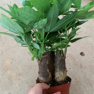 斗南绿植盆栽店迷你三杆发财树室内客厅卧室书房办公室昆明包邮