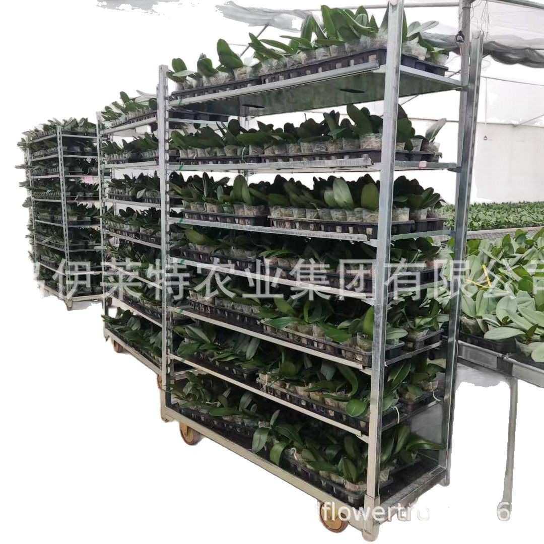 厂家直销镀锌荷兰花车，育苗车可移动，催芽车运输台车，花卉育苗