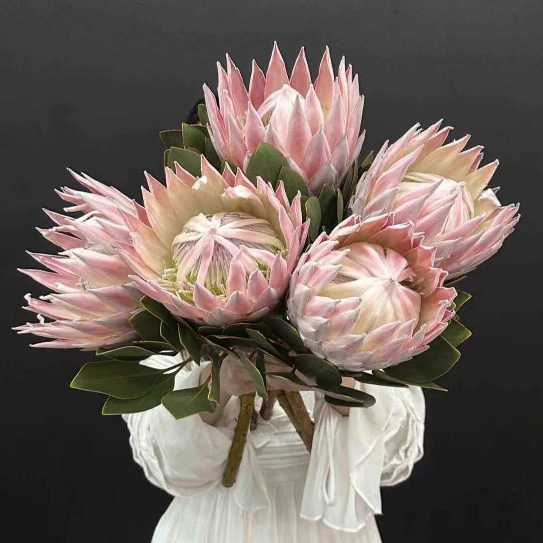云南直发AB级白粉帝王花鲜花真花ins风高级轻奢花材