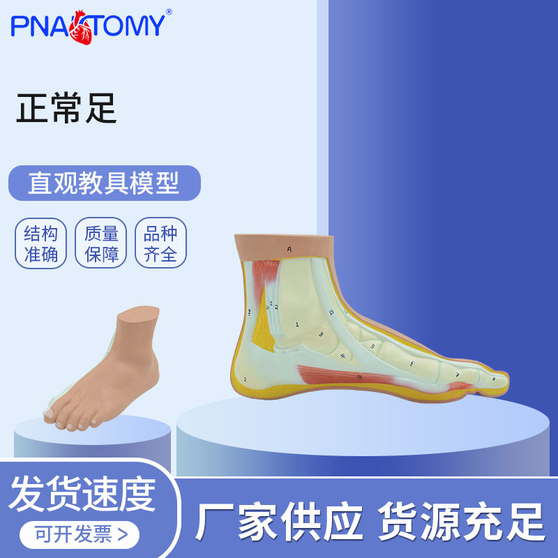 PNT-0729正常足教学模型正常足部模型仿真脚模型韧带展示教具