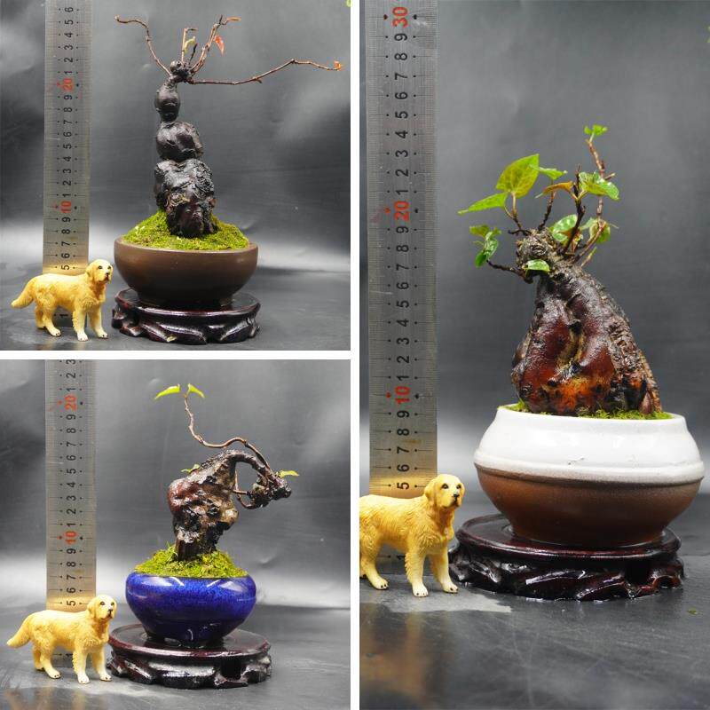 何首乌盆栽 盆景 奇异造型绿植园艺 掌上微型 植物盆栽 粗壮 实图