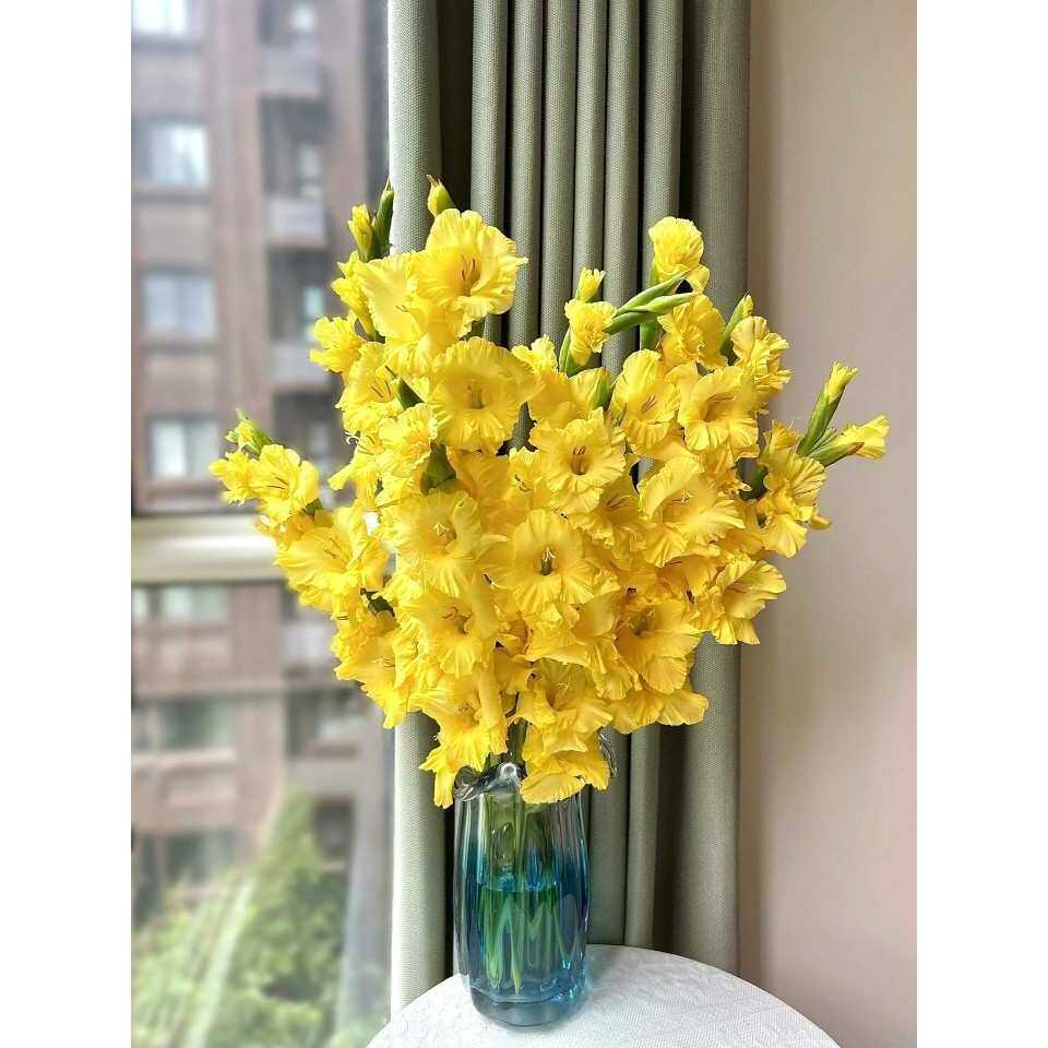 黄色剑兰鲜花云南昆明直发小众花材水养水培家庭插花