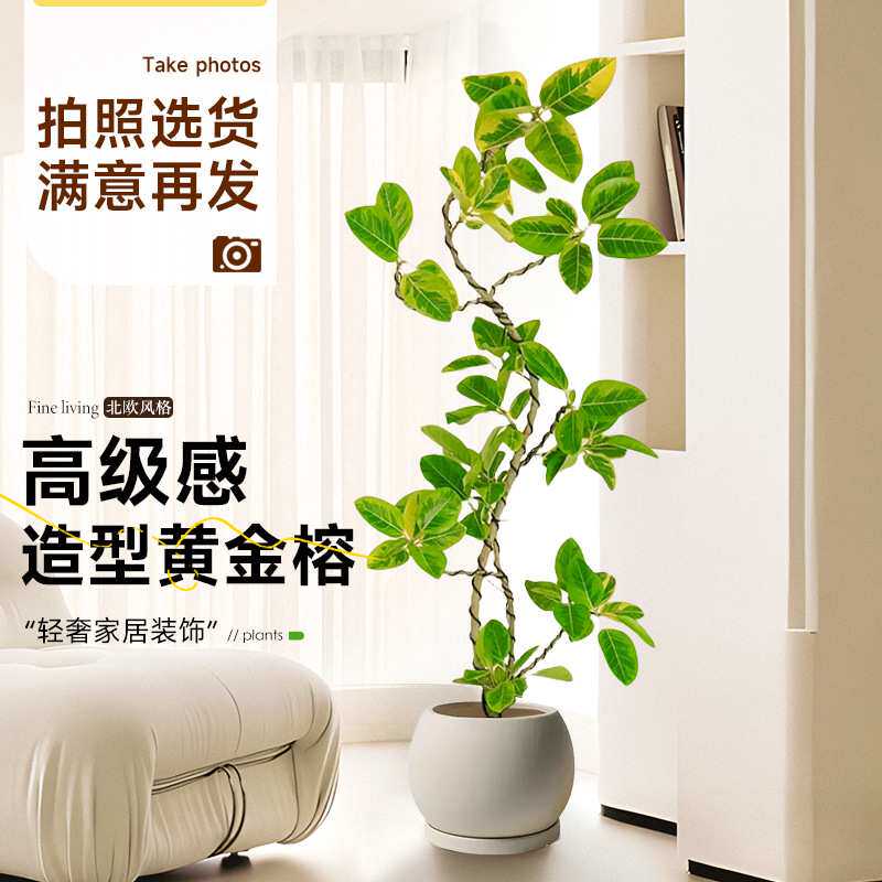 客厅绿植黄金榕办公室花叶橡皮树好养富贵榕树室内外大型植物盆栽