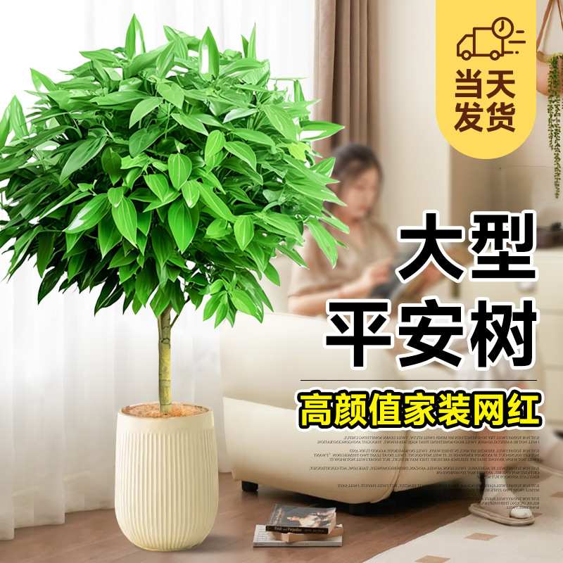 平安树室内客厅盆栽吸甲醛幸福树好养真盆景旺宅植物大绿植真花