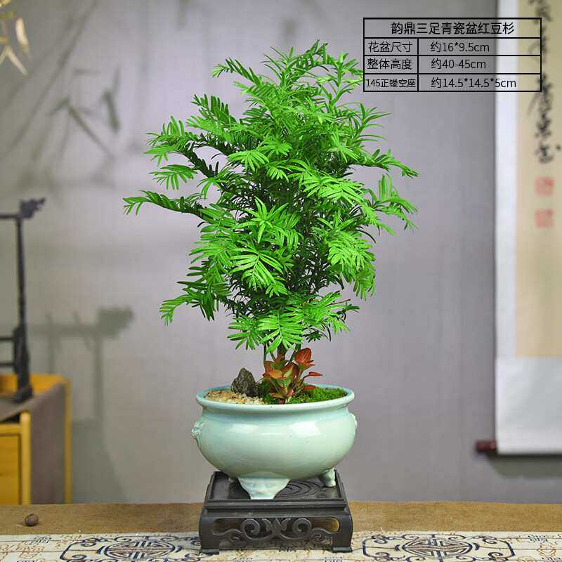 红豆杉迷你植物盆景室内办公桌绿植盆栽茶室装饰摆件新中式家居