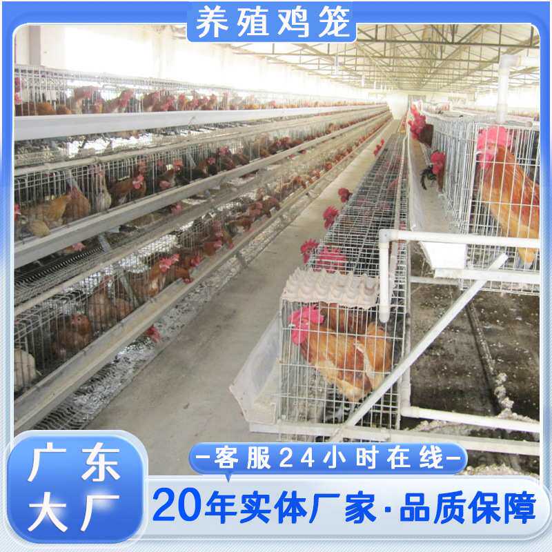 出口鸡笼养殖育雏笼蛋鸡笼立式全自动清粪鸽子笼鸡舍三层养鸡设备