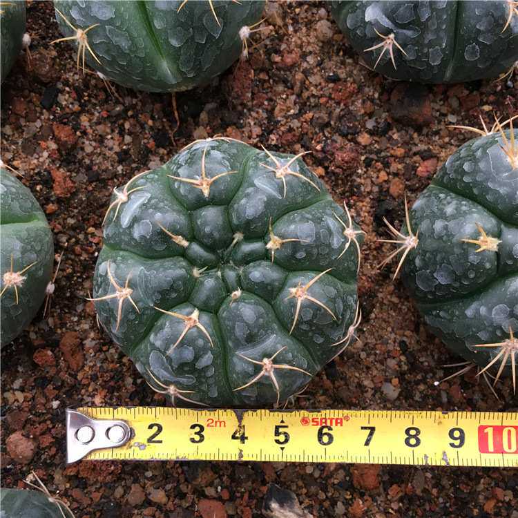 海王仙人球 趴刺裸萼球属多肉植物 龟甲海王 特色海王球丸