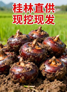 农家广西荔浦马蹄荸荠3斤5斤脆甜地脆栗梨饽荠当季水果新鲜即食