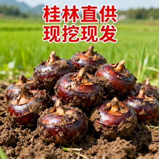 农家广西荔浦马蹄荸荠3斤5斤脆甜地脆栗梨饽荠当季水果新鲜即食