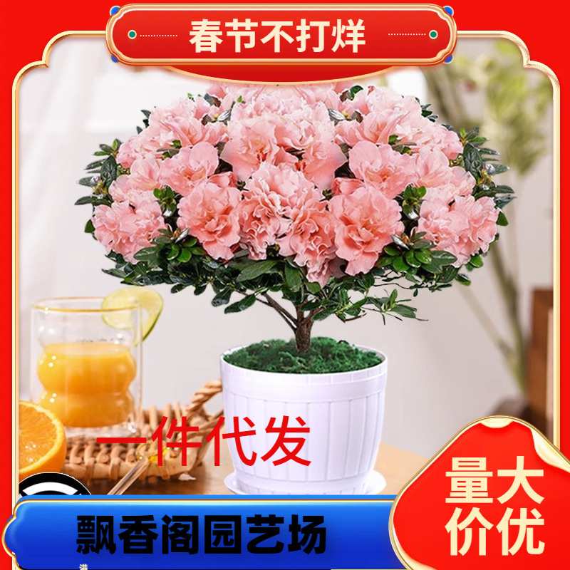 一件代发杜鹃花盆栽重瓣花卉植物室内四季开花不断带花苞大颗好养