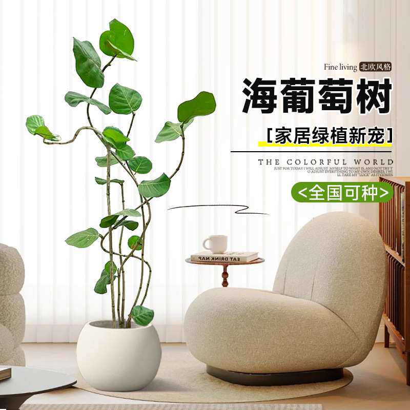海葡萄绿植室内大型阳台绿植乔迁新居房去甲醛客厅大型植物盆栽