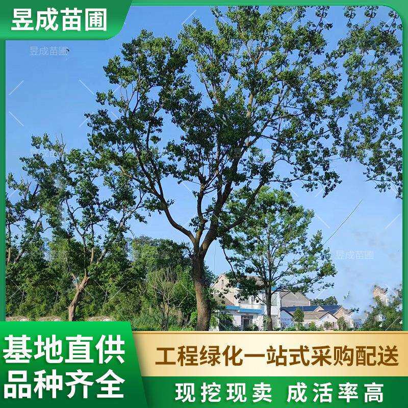 丛生乌桕园林绿化景观树基地15-30公分庭院园林工程绿化苗木