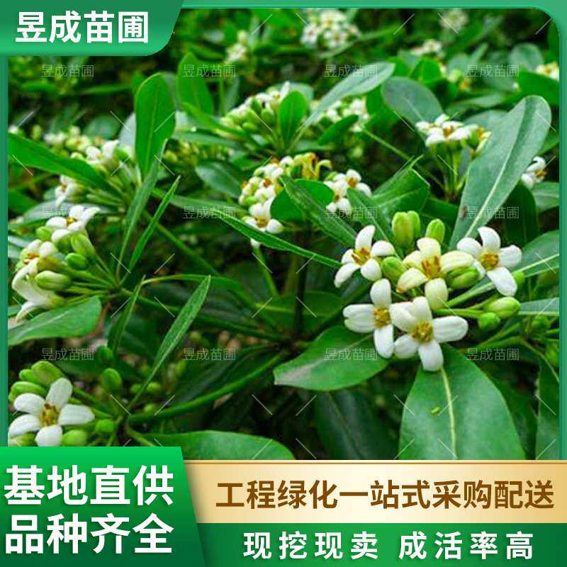 海棠球庭院绿篱四季常青灌木苗圃直销规格齐全园林绿化苗木海棠球