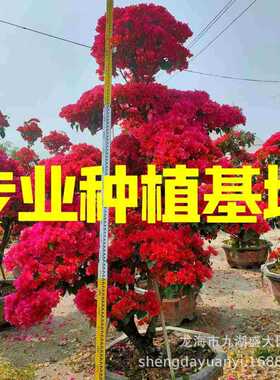 福建造型红花三角梅  多色彩色紫色三角梅桩景 五颜六色勒杜鹃