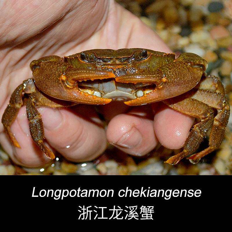 浙江龙溪蟹原生易养淡水造景暴力水族观赏淡水蟹迷你易养宠物螃蟹