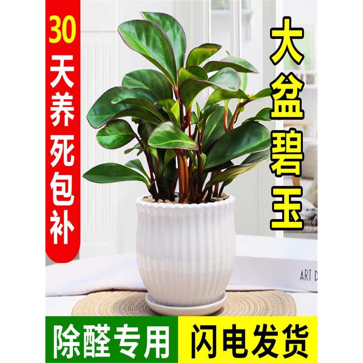 豆瓣绿盆栽碧玉盆栽电脑宝贝桌面绿植电脑伴侣吸甲醛绿色植物盆栽
