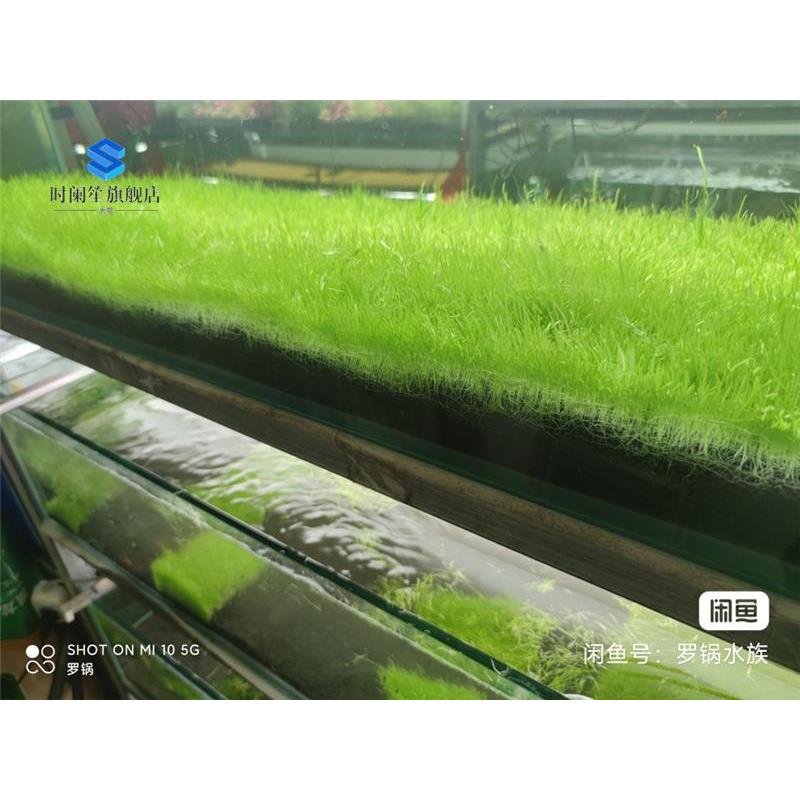 挖耳草皮水草缸纯水下叶易养活前景阳性草淡水水草造景荷兰景珍珠