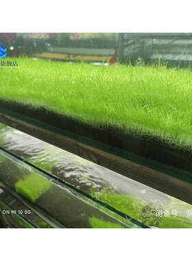 挖耳草皮水草缸纯水下叶易养活前景阳性草淡水水草造景荷兰景珍珠