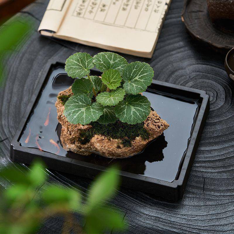吸水镜石吸菖水cY3+0+d7石石植狼尾绿蕨盆栽蒲好养植物虎耳草耐阴